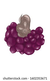 Shallot painting and white background