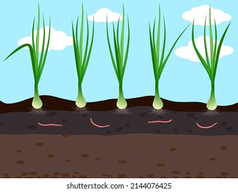 shallot is planted in the plot in the form of soil cross-section.