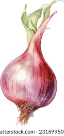 Shallot Watercolor illustration. Hand drawn underwater element design. Artistic vector marine design element. Illustration for greeting cards, printing and other design projects.