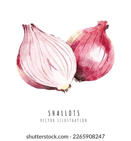 Shallots hand drawn watercolor painting isolated on white background