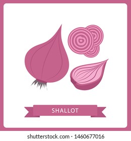 Shallots onions half, slice and whole, vector illustration on white background