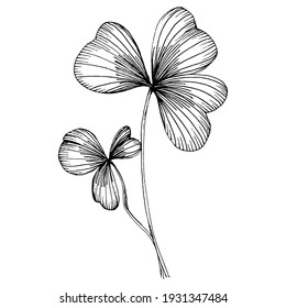 Shamrock clover. Floral botanical flower. Isolated illustration element. Vector hand drawing wildflower for background, texture, wrapper pattern, frame or border. Patricks day background.