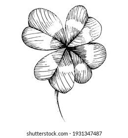 Shamrock clover. Floral botanical flower. Isolated illustration element. Vector hand drawing wildflower for background, texture, wrapper pattern, frame or border. Patricks day background.