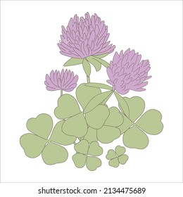 shamrock clover flower, vector artwork 