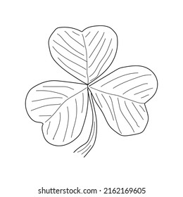 Shamrock clover linear. Floral botanical flower. Isolated illustration element. Vector hand drawing wildflower for background, texture, wrapper pattern, frame or border. Patricks day background.