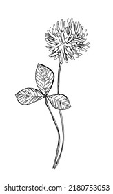 Shamrock hand drawn illustration. Botanical vector sketch. Doodle flower. flower graphic. Plants ink.