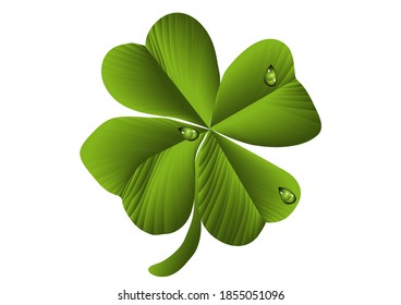 shamrock isolated on a white background