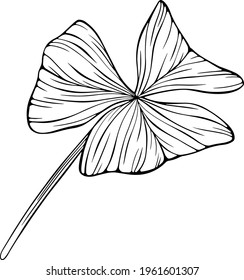 Shamrock leaf isolated on white. Hand drawn vector illustration. Eps10leaves isolated on white. Hand drawn. Eps10