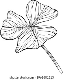 Shamrock leaf isolated on white. Hand drawn vector illustration. Eps10leaves isolated on white. Hand drawn. Eps10