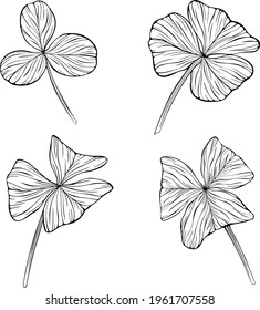 Shamrock leaves isolated on white. Hand drawn vector illustration. Eps10