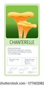 Shanterelle. Information map of edible mushrooms.