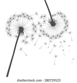 Shape of dandelion flowers. EPS vector image. Plant motif, flower and seeds. Decorative graphics for printing. Romantic vision of the end of summer.