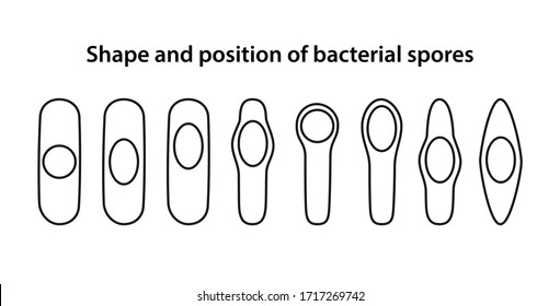 Shape and position of bacterial spores in bacterii. The position of bacillus spores: central, terminal, subterminal. Shapes of bacillus spores: spherical and oval. Vector illustration in outline style