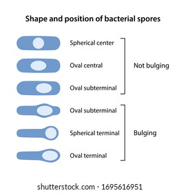 Shape and position of bacterial spores. The shapes of bacillus spores: spherical and oval. The position of bacillus spores: central, terminal, subterminal. Vector illustration in flat style