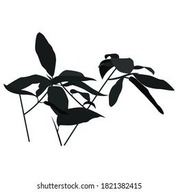 the shape of the shadows from branches and leaves. Black contour of a tropical bush to overlap the design and create shadows.