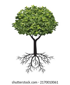 Shape of Spring Tree with Leaves and Roots. Vector outline Illustration. Plant in Garden.