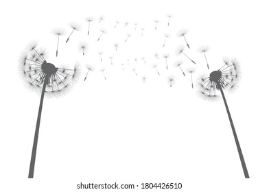 Shape of vector dandelion and flying seeds. Outline illustration.