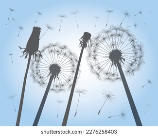 Shape of vector dandelion on blue sky. Outline illustration.