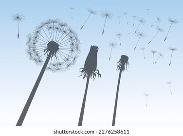 Shape of vector dandelion on blue sky. Outline illustration.