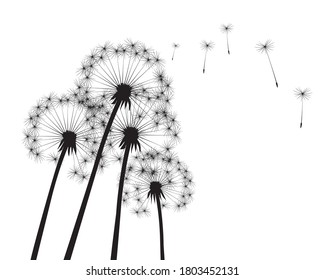 Shape of vector dandelion. Outline illustration.