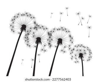 Shape of vector dandelion. Outline illustration.