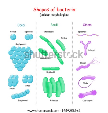 Shapes of bacteria. cellular morphologies: Bacilli, Cocci, Others (Vibrio, Helical, Y-shaped, Spirochete, Club-shaped). Stock photo © 