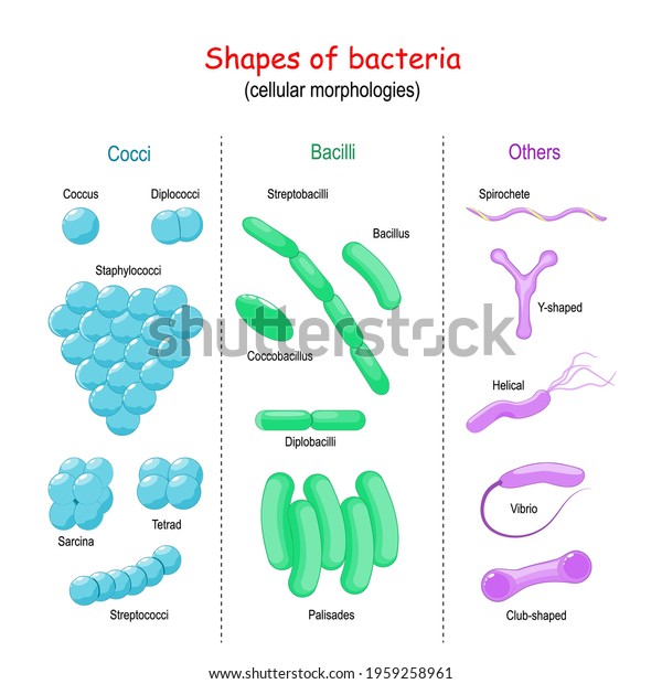 Shapes Bacteria Cellular Morphologies Bacilli Cocci Stock Vector ...