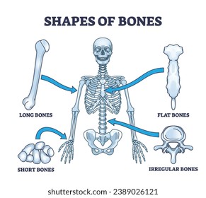 Shapes of bones with anatomical human skeleton shape division outline diagram. Labeled educational scheme with long, flat, short and irregular examples vector illustration. Medical model example.