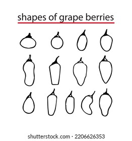 Shapes of grape berries. A visual diagram of various forms of grapes. Vector illustration