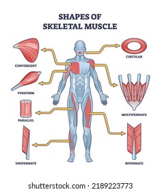 Shapes of skeletal muscles with various muscular types outline diagram. Labeled educational description with human fusiform, parallel, unipennate, convergent and circular examples vector