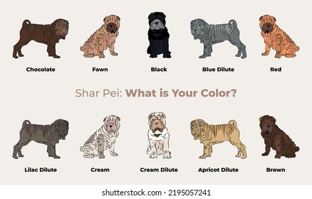 Shar Pei colors breed, dog drawing. Cute dog characters in various poses, designs for prints, adorable and cute Shar-Pei cartoon vector set, in different poses. Flat cartoon style All sharpei colours.