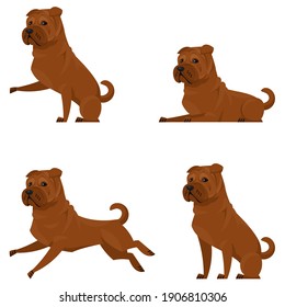 Shar Pei in different poses. Beautiful pet in cartoon style.