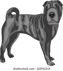 Shar Pei dog breed in front isolated on white background.