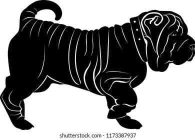 shar pei dog isolated on white background