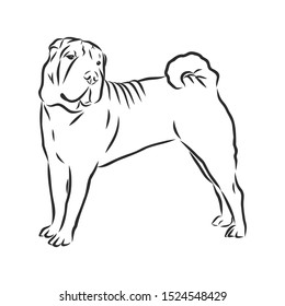 Shar Pei dog sketch, contour vector illustration 