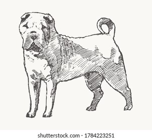 Shar Pei. Hand drawn vector illustration of a dog. Realistic sketch