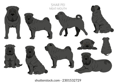 Shar Pei (modern) meat mouth clipart. Different poses, coat colors set.  Vector illustration