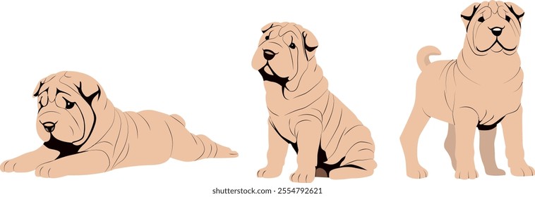 Shar pei Puppy breed Isolated