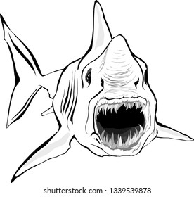 Shark attacks with open mouth and sharp teeth