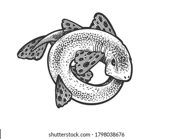 shark catshark rolled in circle ring sketch engraving vector illustration. T-shirt apparel print design. Scratch board imitation. Black and white hand drawn image.