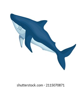 Shark colorful illustration of predatory fish.Vector graphics.