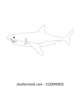 Shark coloring pages