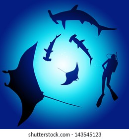 Shark and diver, swimming with sharks