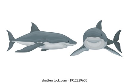 Shark as Elasmobranch Fish with Pectoral Fins and Cartilaginous Skeleton Vector Set