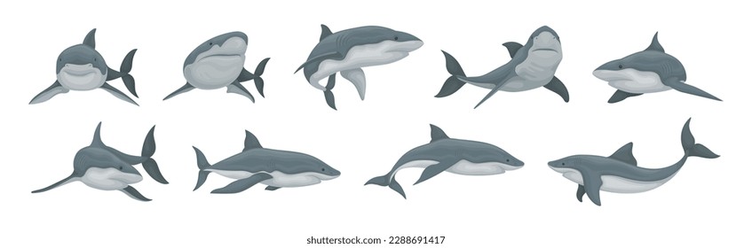 Shark as Elasmobranch Fish with Pectoral Fins and Cartilaginous Skeleton Vector Set