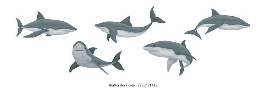 Shark as Elasmobranch Fish with Pectoral Fins and Cartilaginous Skeleton Vector Set