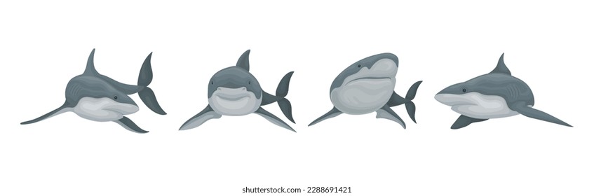 Shark as Elasmobranch Fish with Pectoral Fins and Cartilaginous Skeleton Vector Set
