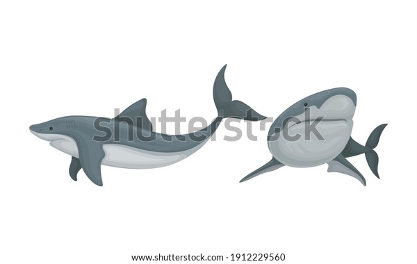 Shark as Elasmobranch Fish with Pectoral Fins\
and Cartilaginous Skeleton Vector\
Set