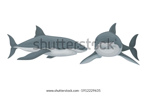 Shark as Elasmobranch Fish with Pectoral Fins\
and Cartilaginous Skeleton Vector\
Set
