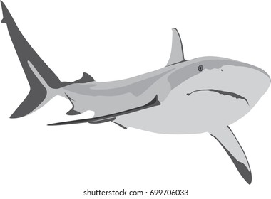 Shark Fish